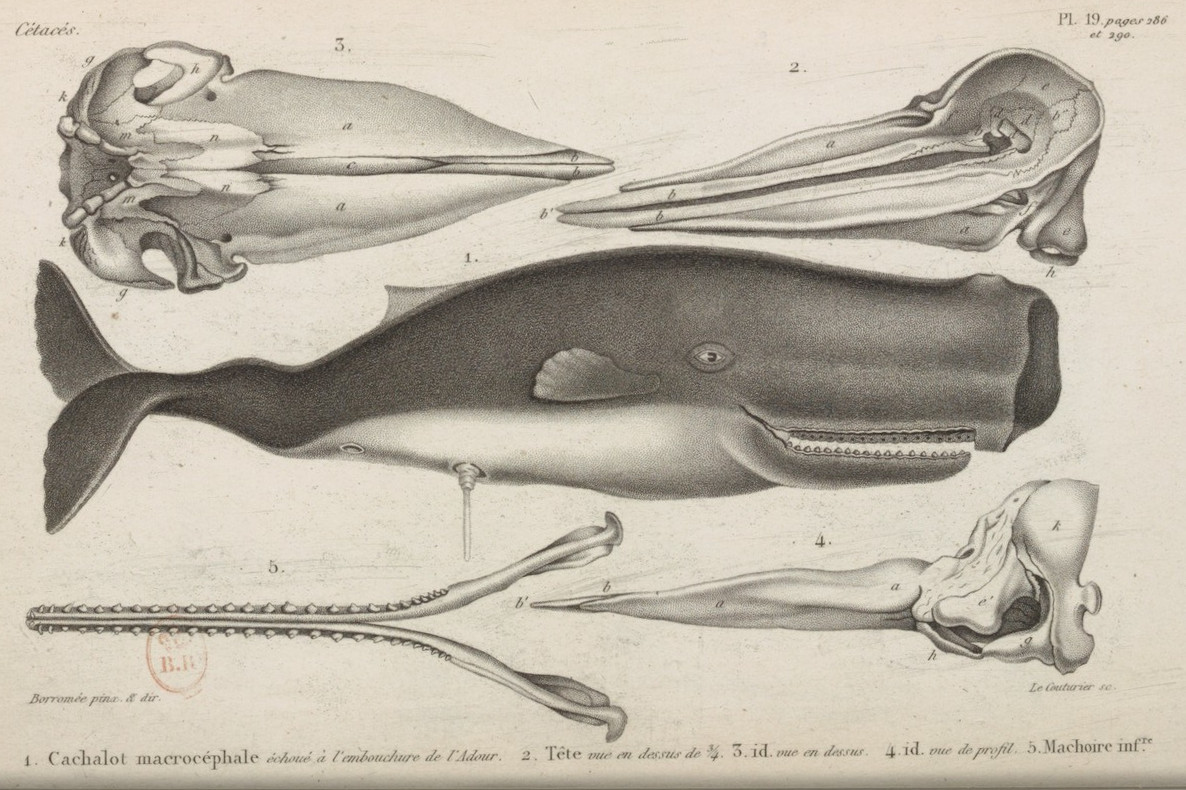 Cuvier's whale picture