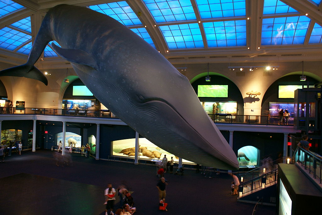 Picture of the New York whale
